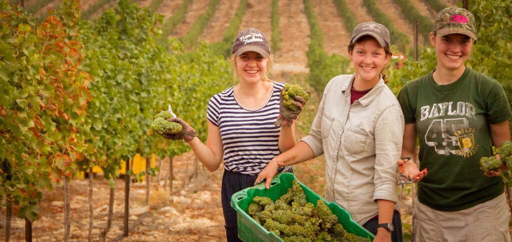 harvesting grapes in judea and samaria